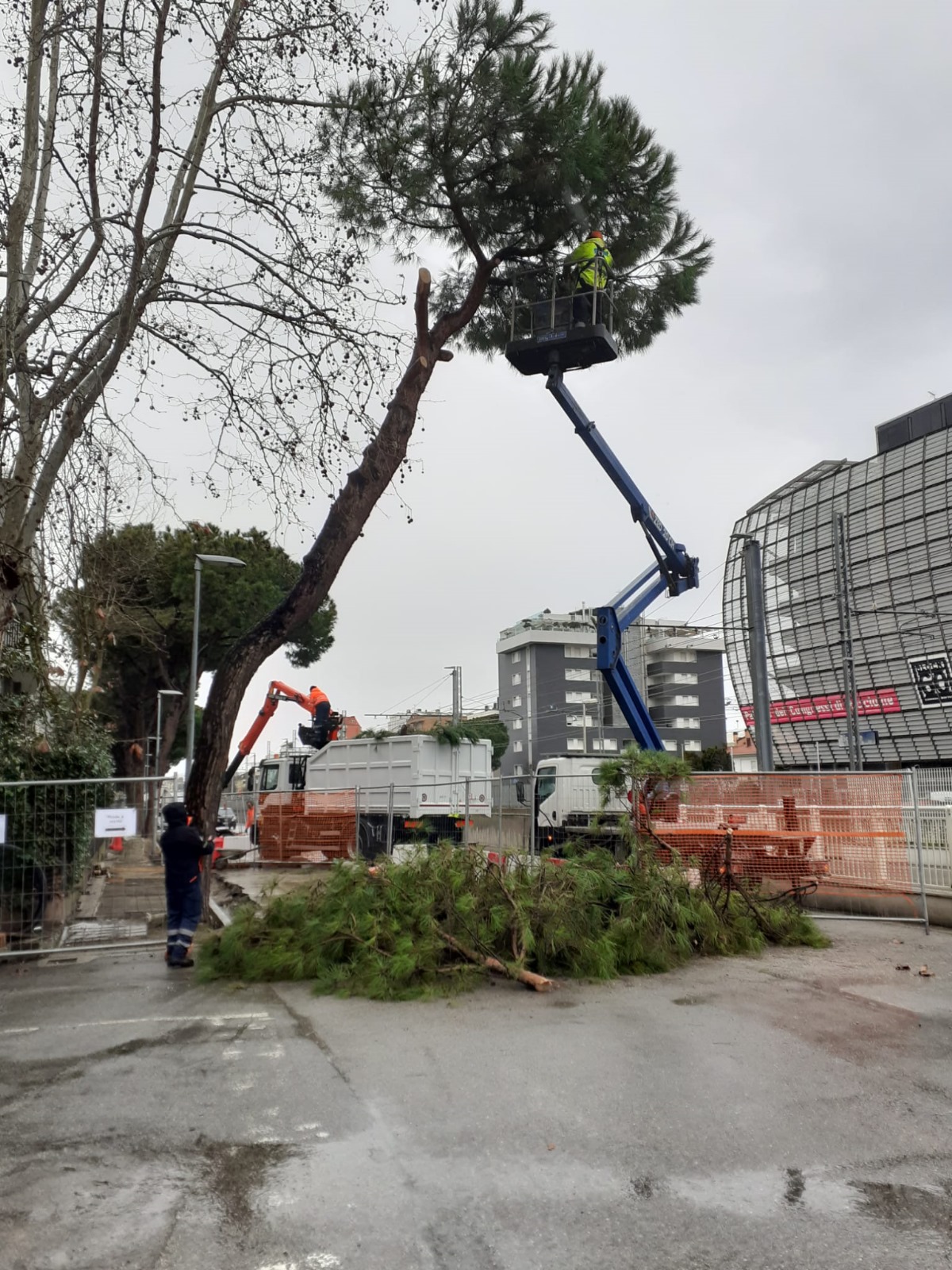 Rimozione di tre pini in viale dei Mille