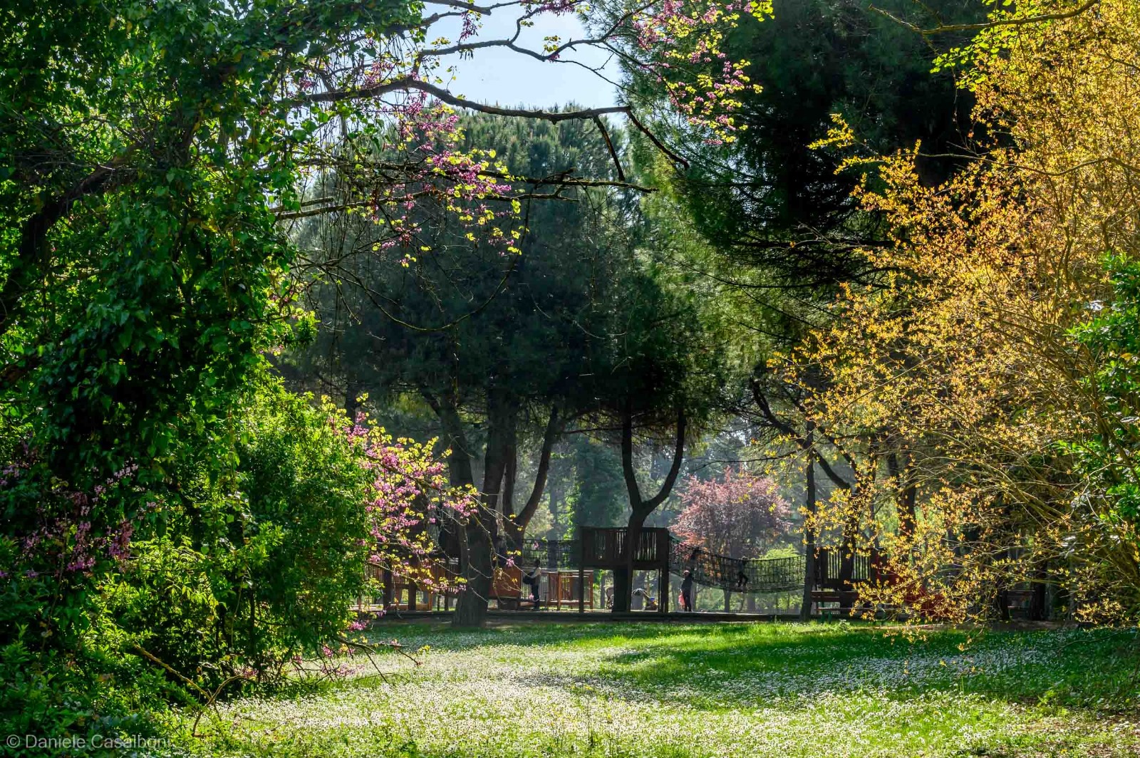 Riccione rafforza la tutela del verde urbano: nuove linee guida per la salvaguardia degli alberi