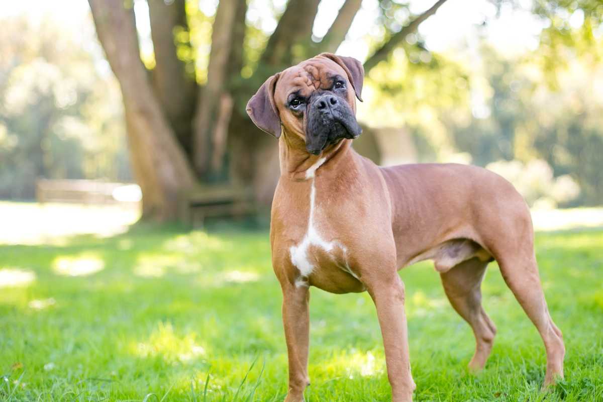 Primo soccorso comportamentale per il cane: l’incontro con gli esperti del canile di Riccione al Centro della pesa