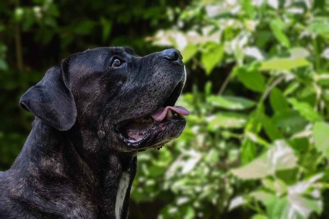 Sono 63 i cani in attesa di essere adottati: dal canile di Riccione l’appello per visitare la struttura e accogliere uno degli ospiti a quattro zampe  